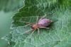 Clubiona sp.